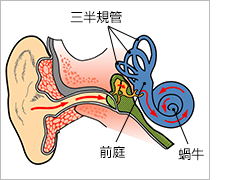 耳の構造図